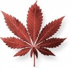 מריחואנה רפואית